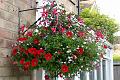 Barbara Brewer's hanging basket was third 